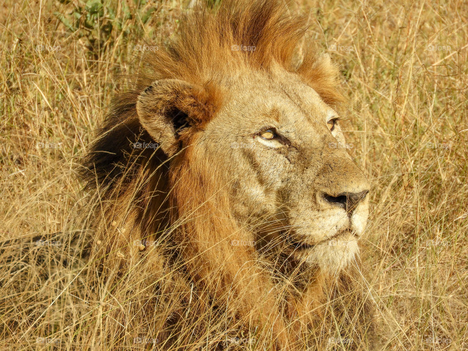 Male lion camouflaged in the long golden grass at Kruger National Park in South Africa