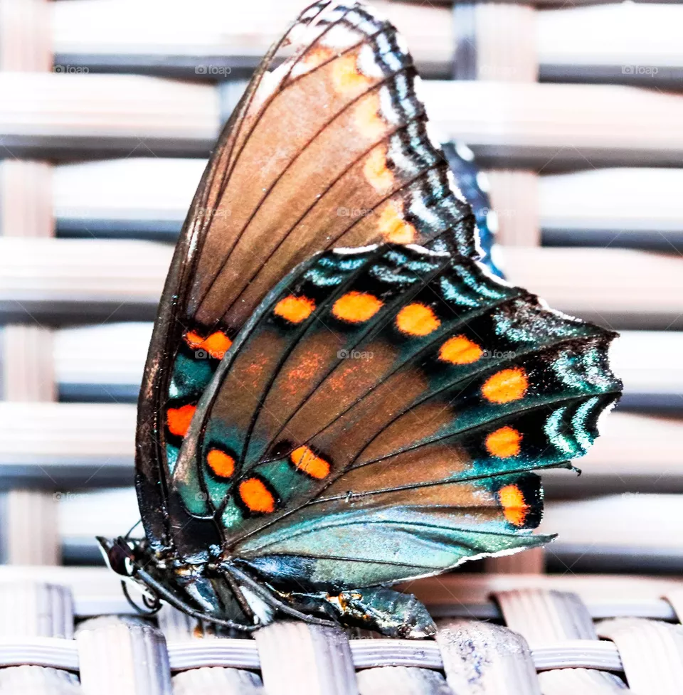 butterfly