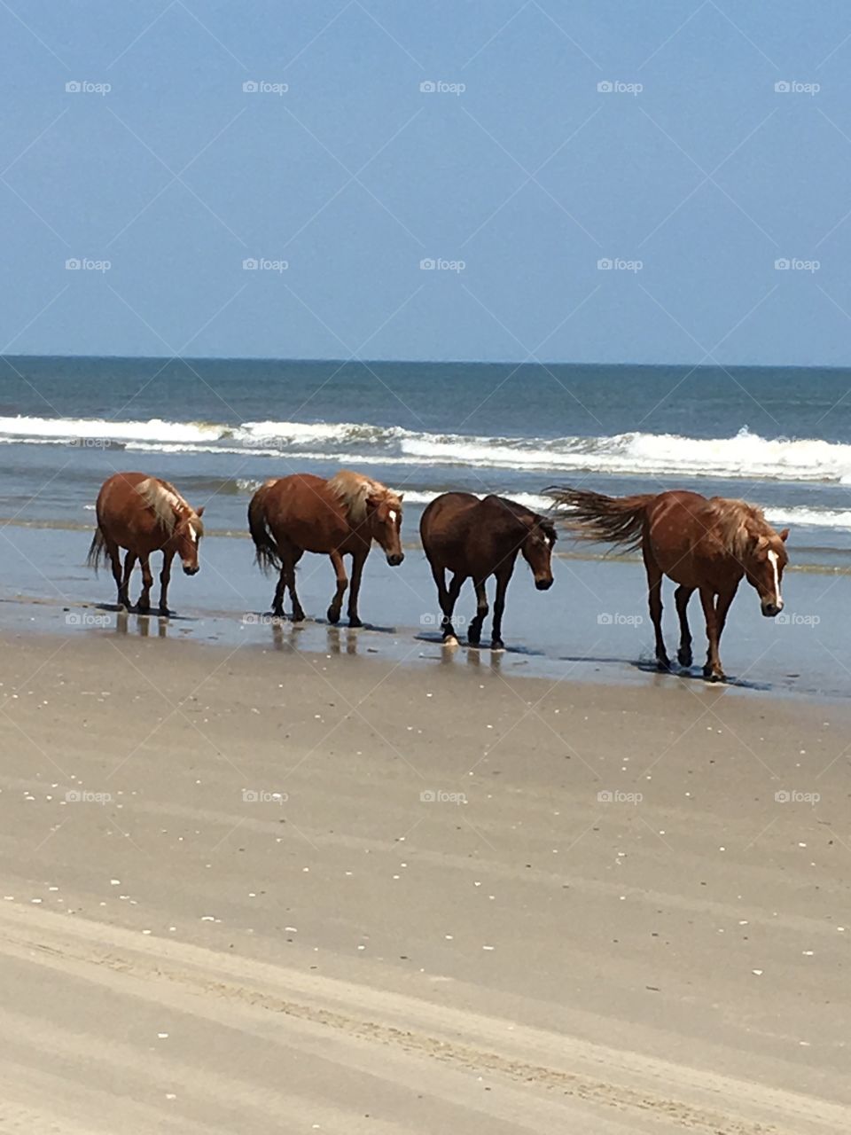 Wild horses on beach 