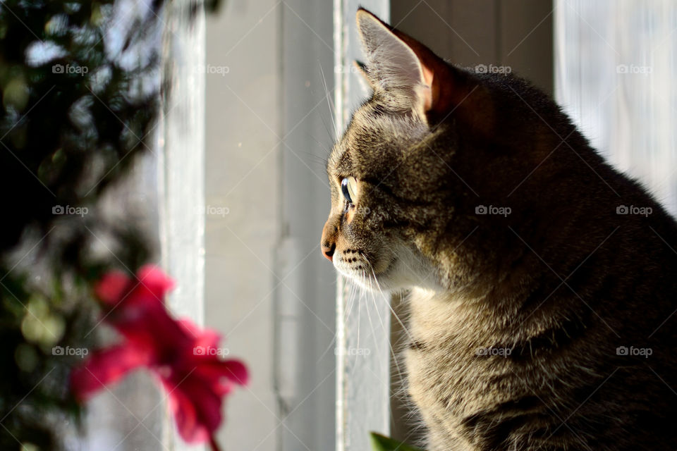 cat at window