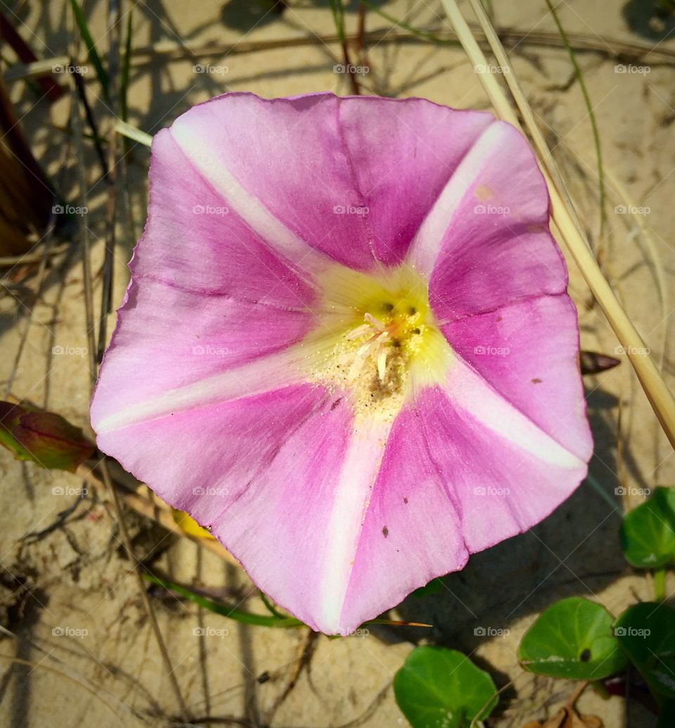 Bindweed Beach Morning Glory