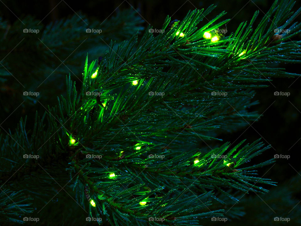 Fireflies on a pine branch