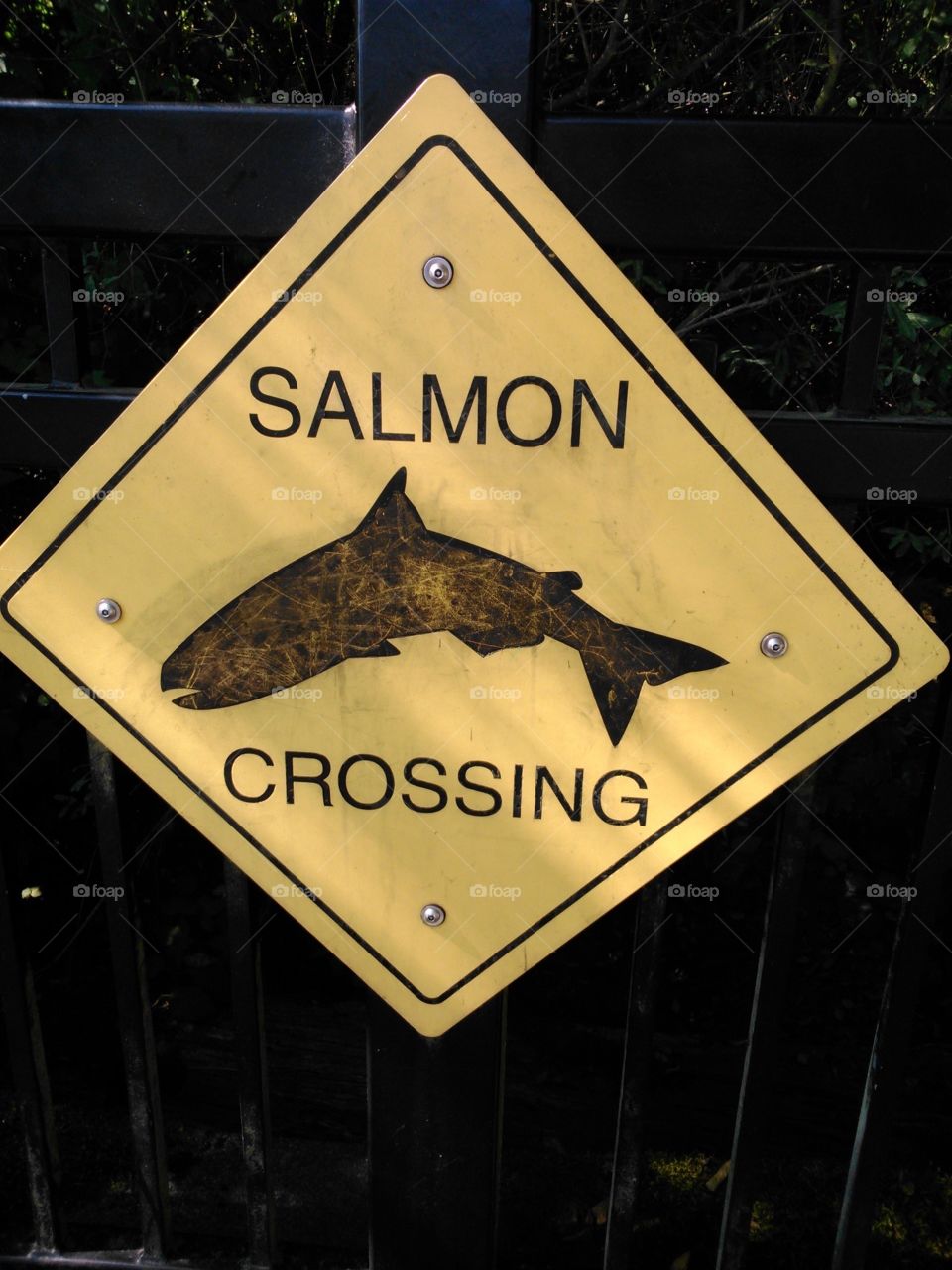 Salmon crossing 