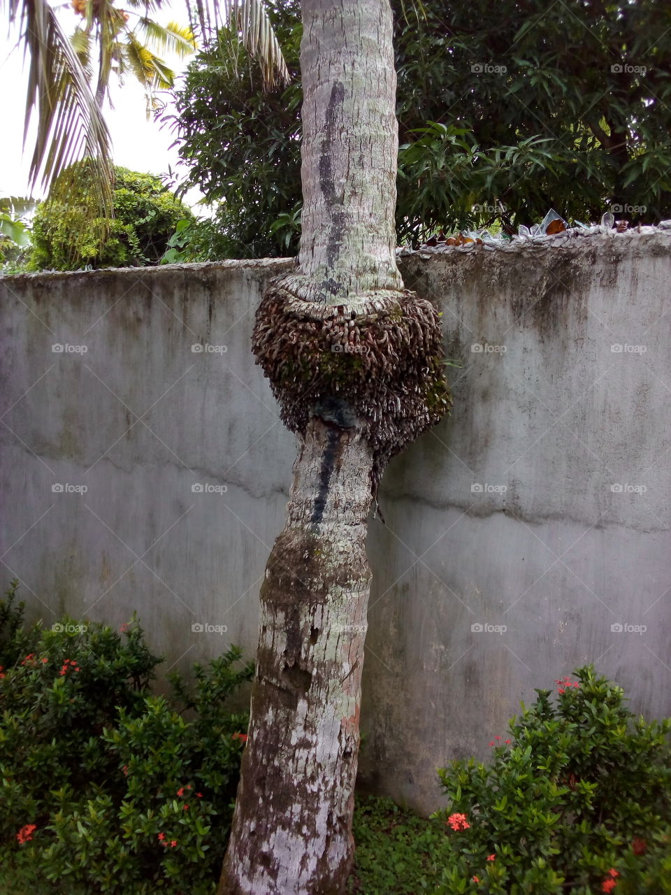 Tree trunk roots-coconut tree