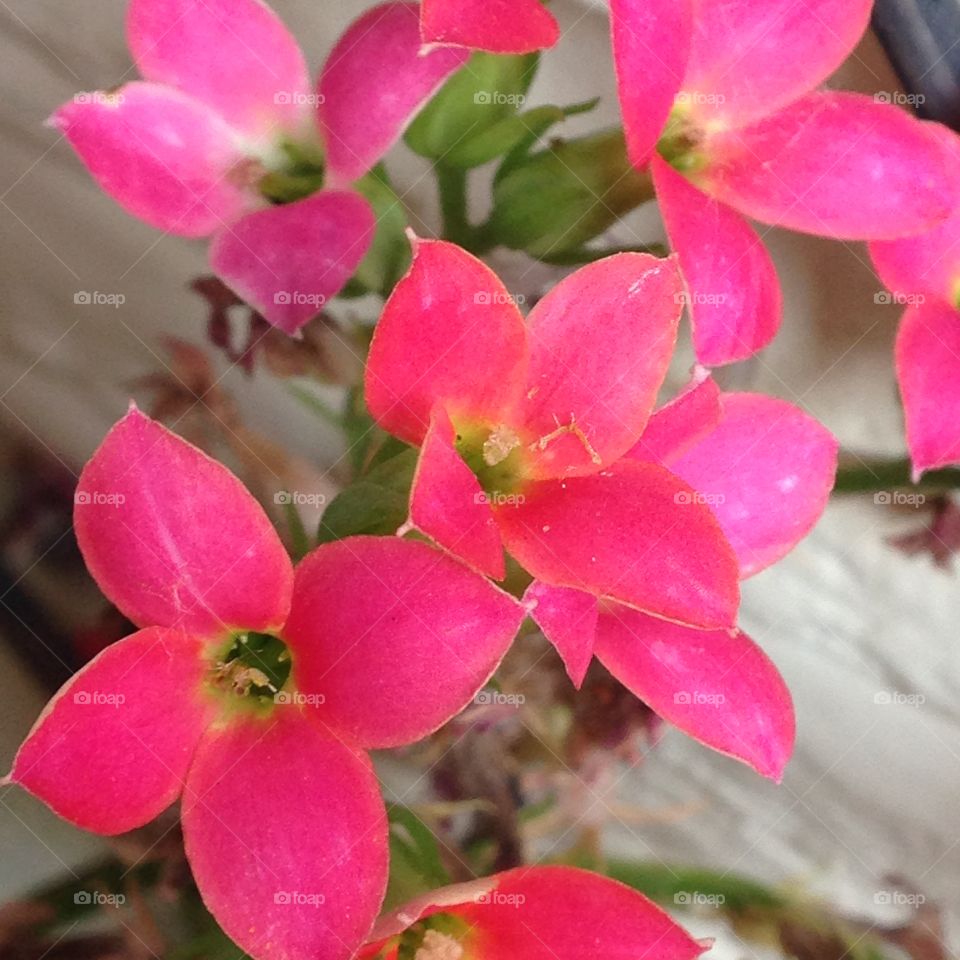 Pink and petite. Little pink flowers in hanging basket