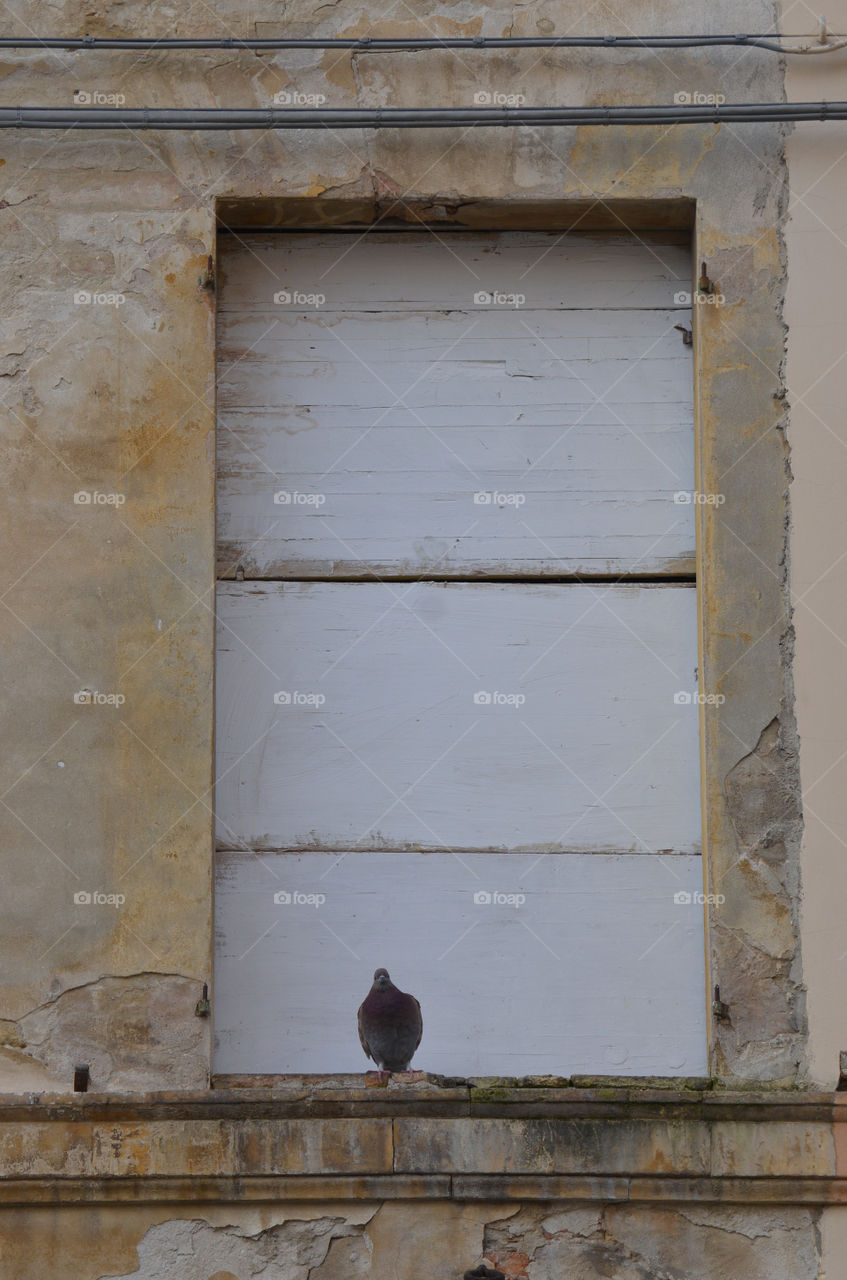 Pigeon on a closed window balustrade