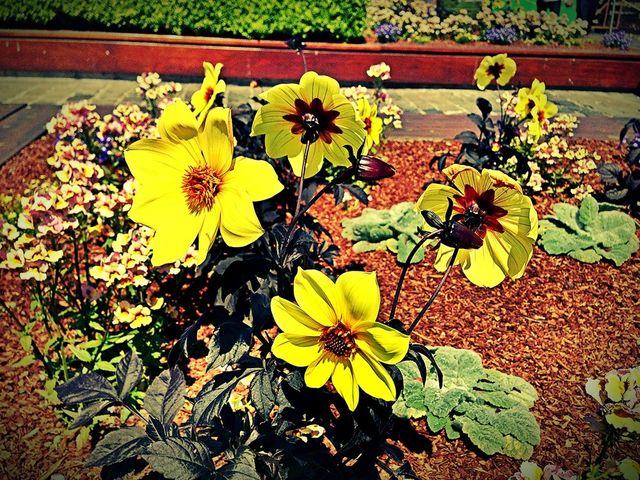green flowers yellow plants by itsAus