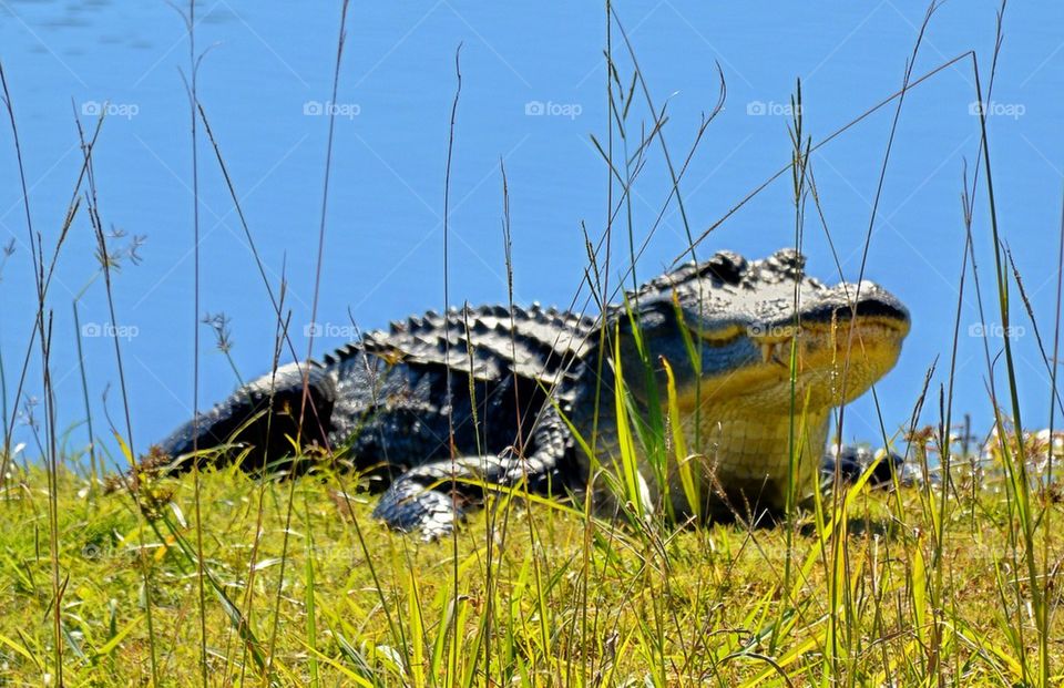 Alligator