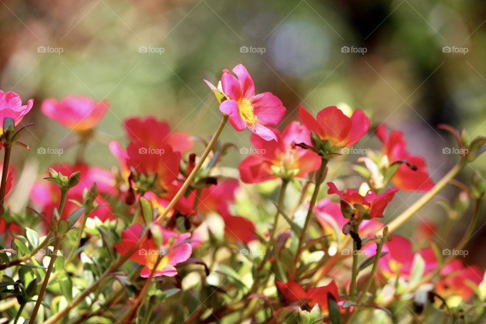 Pink Flowers