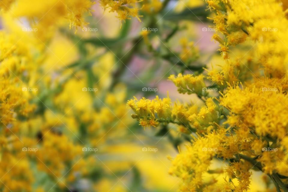 Yellow Bush 
