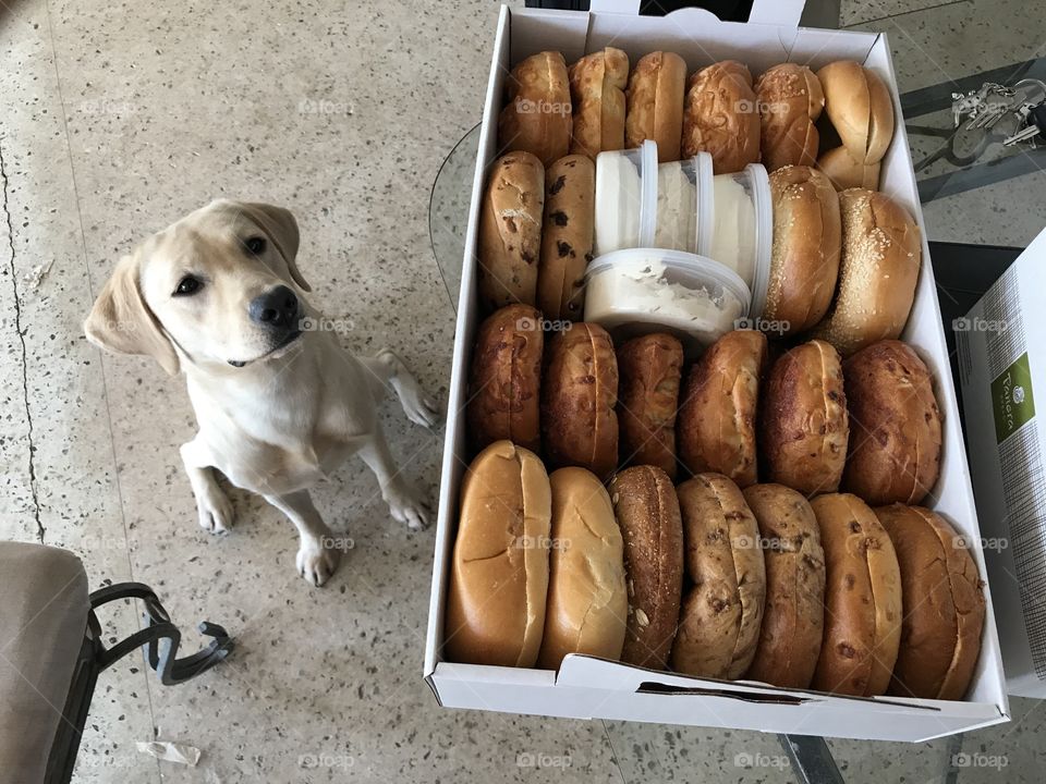Puppies and bagels 