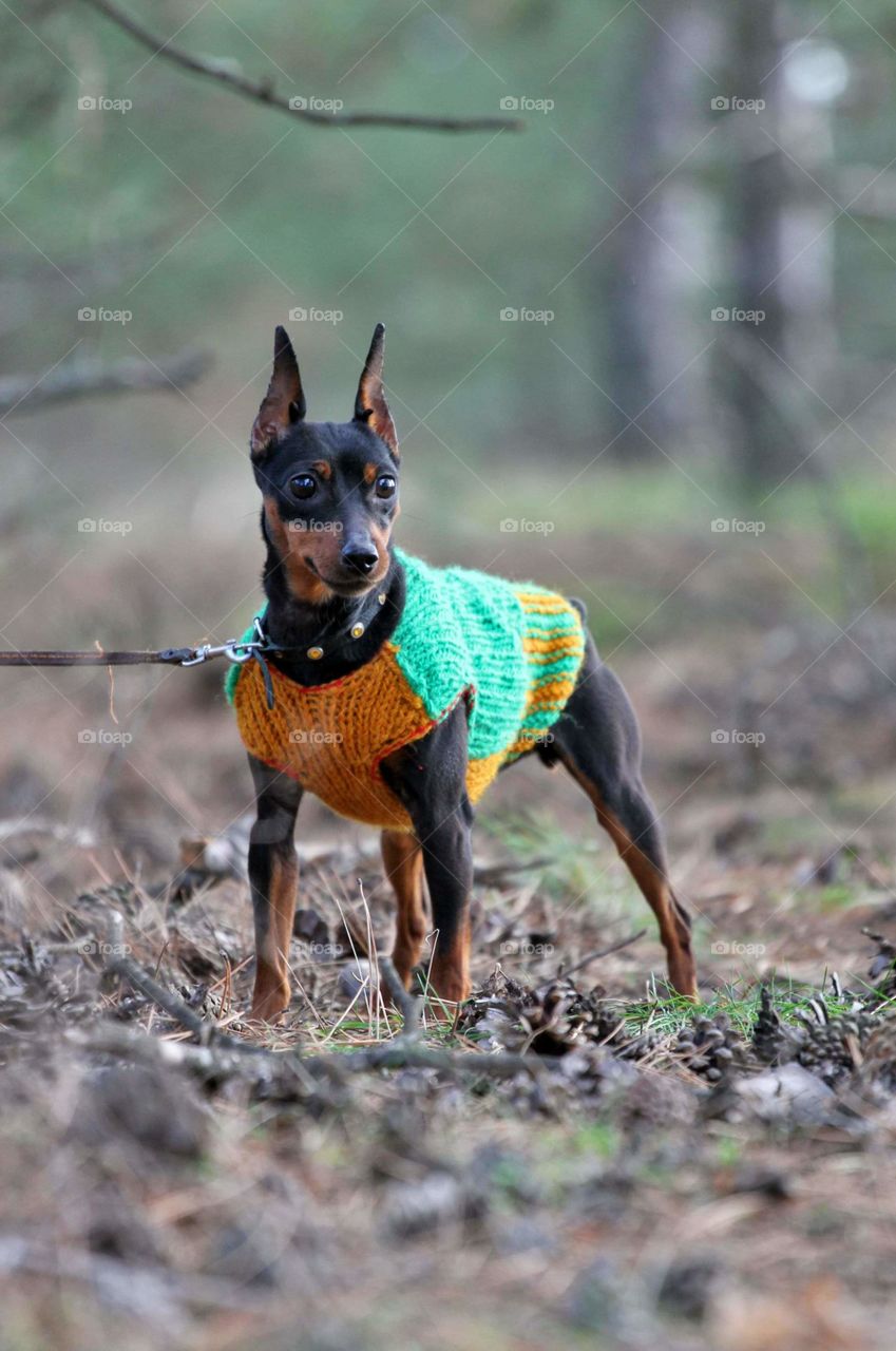 Miniature pinscher dog