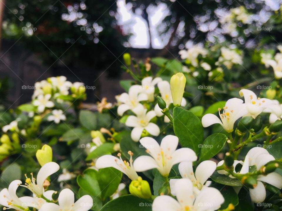 Murraya paniculata flower