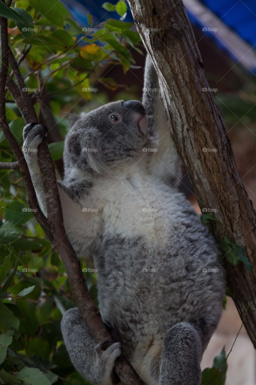 Koala Climbing