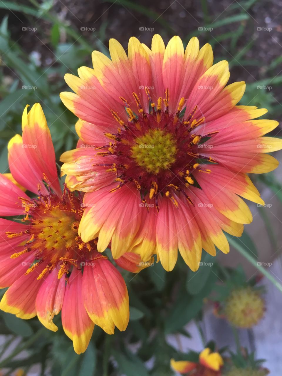 Boardwalk Bloom