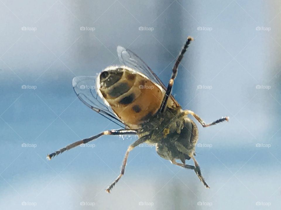 Bee Flying Close-up 