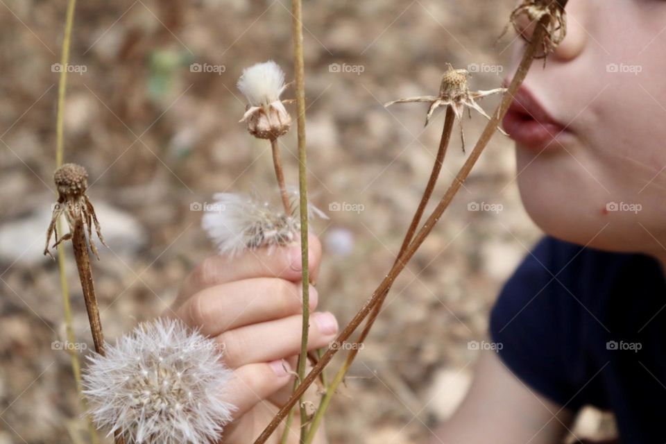 Girl blowing dry Dandelion 