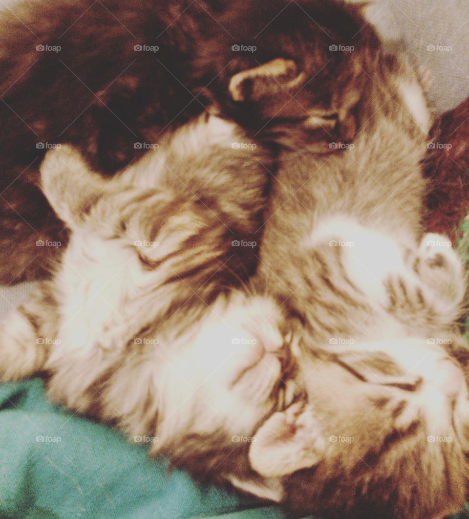 Three little kitten's taking a nappy nap