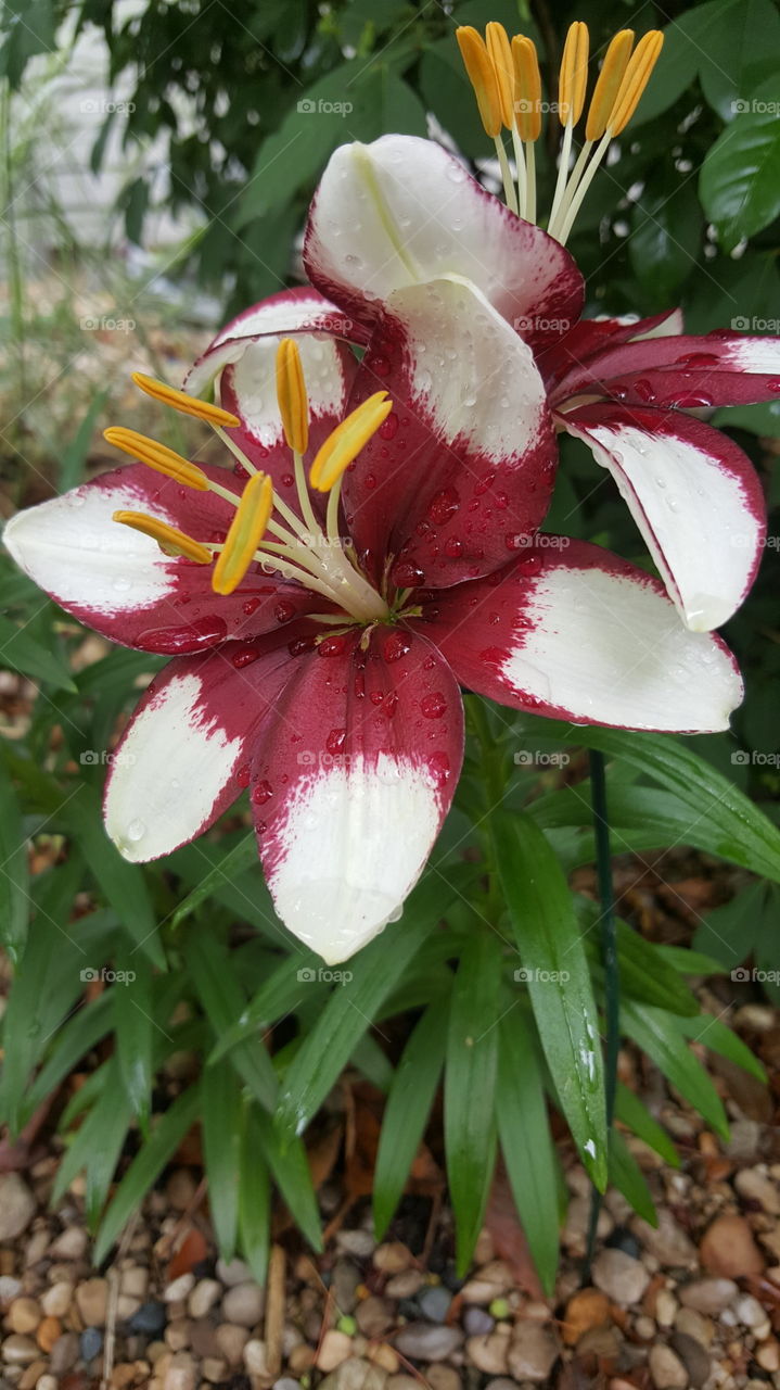 Burgundy and White Lily