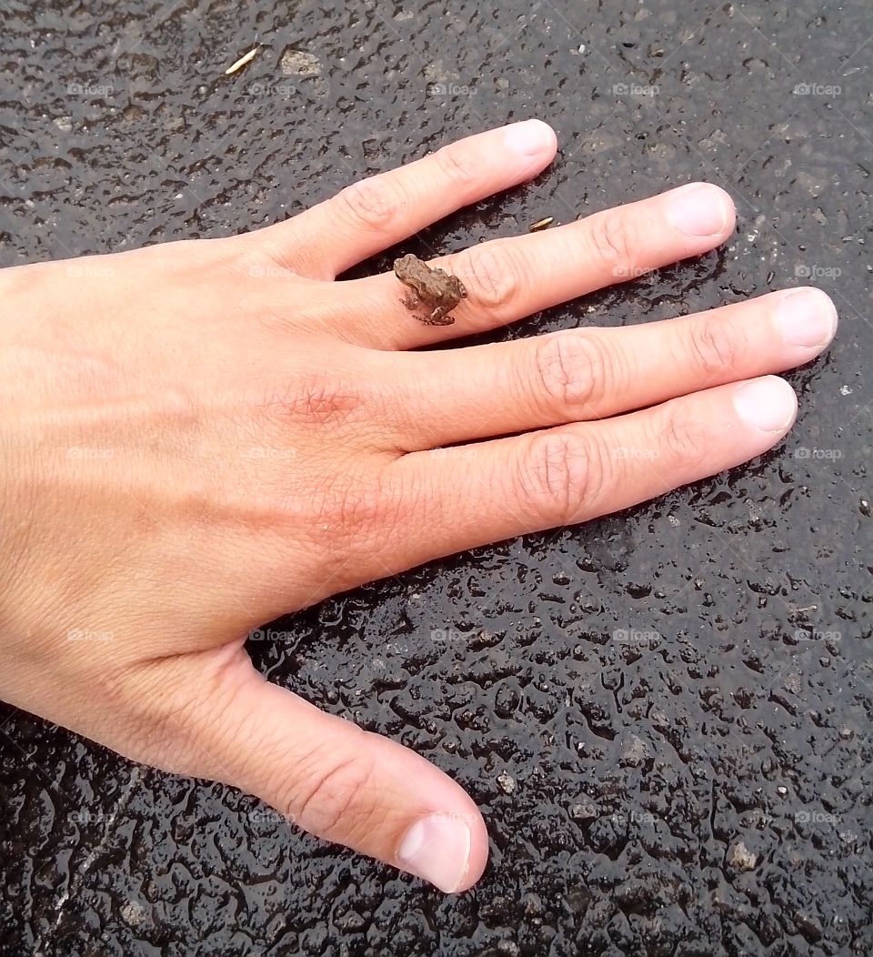 A baby frog on a hand
