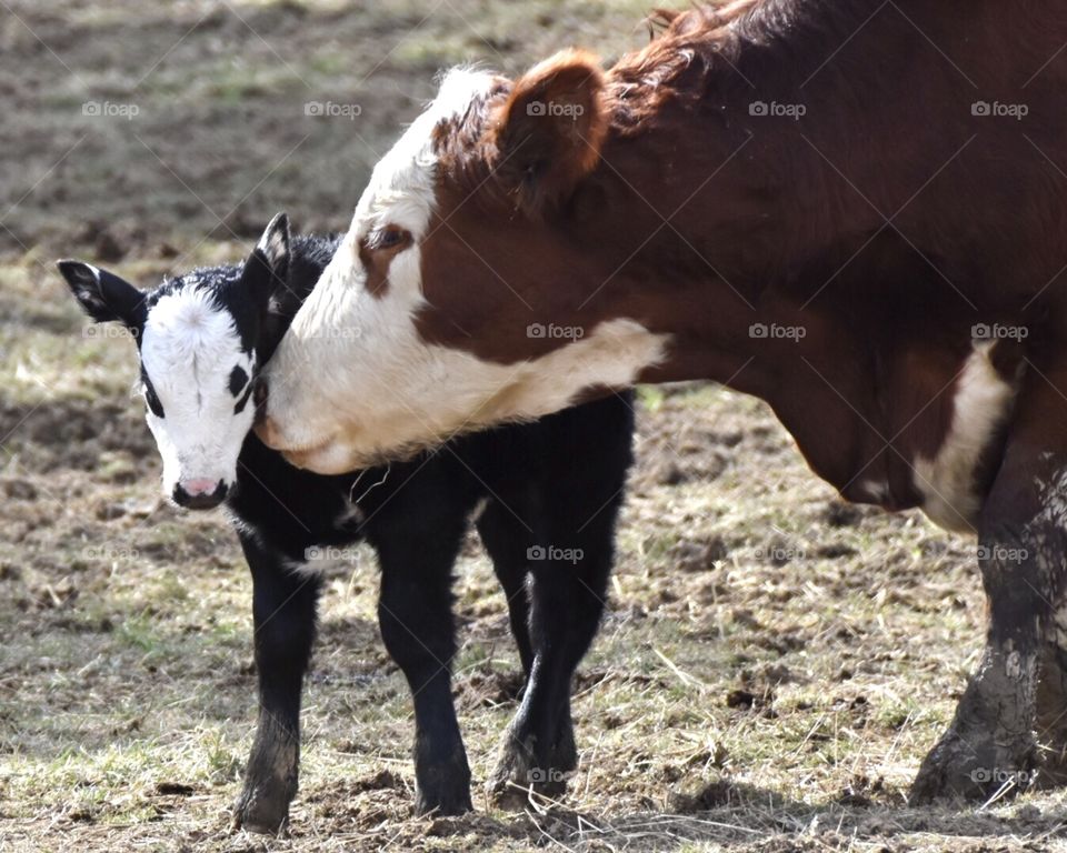 Momma cow cleaning newborn calf