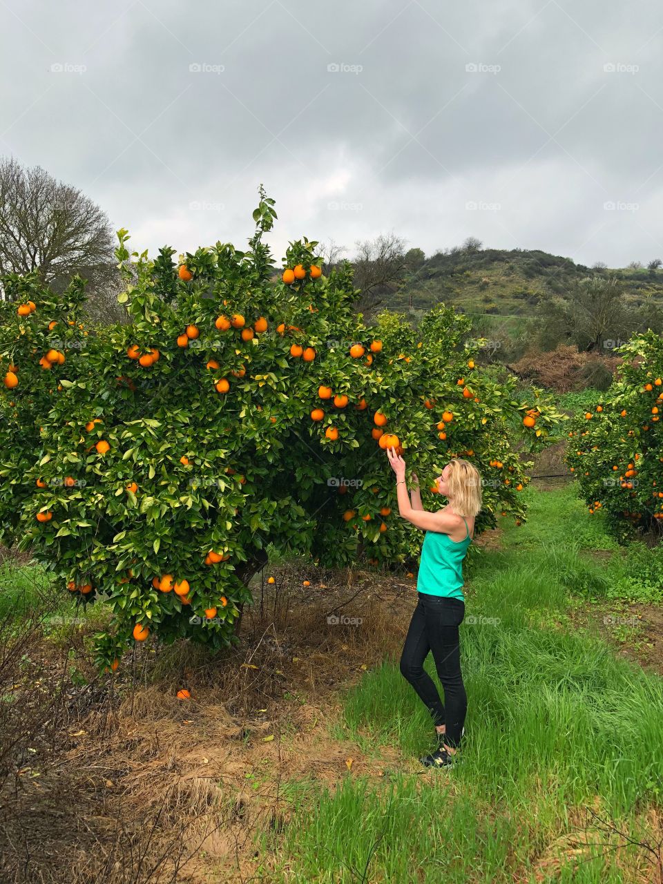 Orange tree