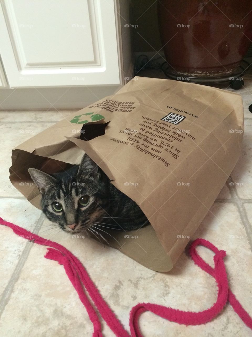 Paper bag Cat