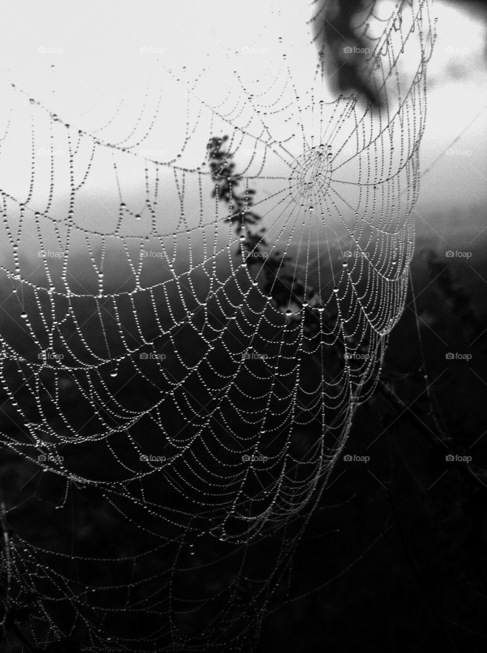 Web