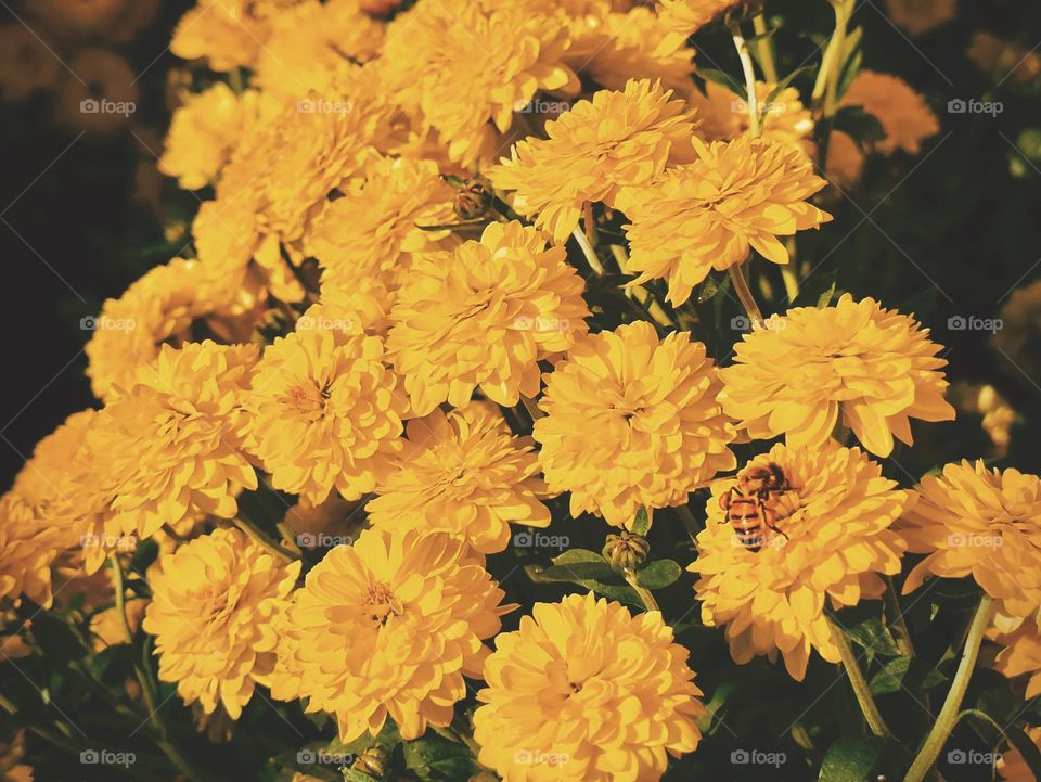 Golden Chrysanthemums with a bee resting on its beautiful petals.