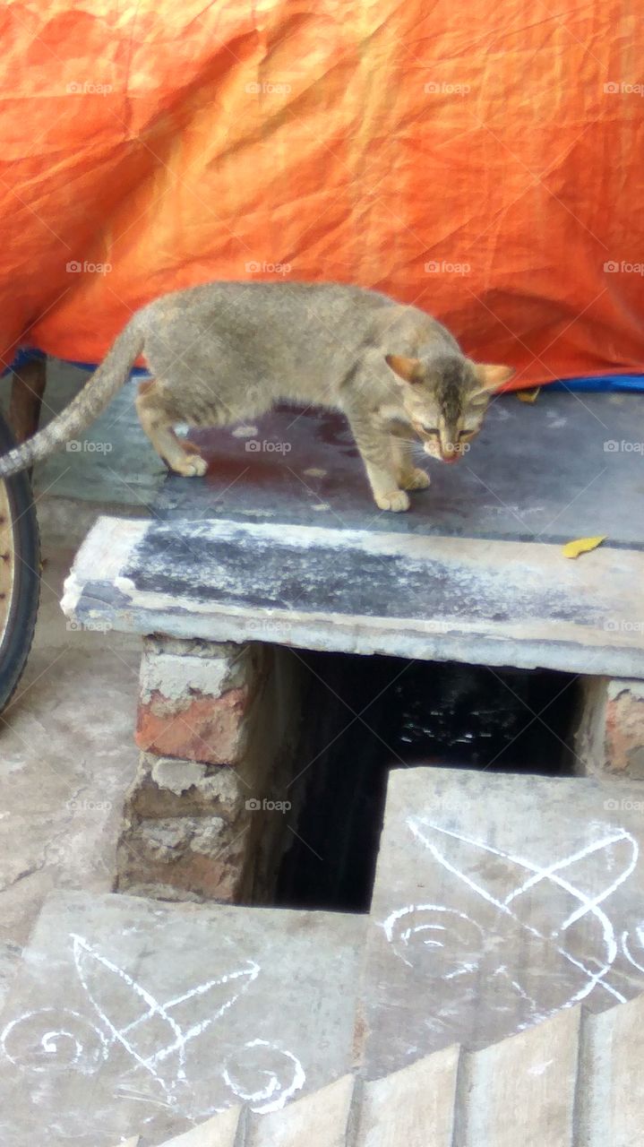 The cat checked in rat
