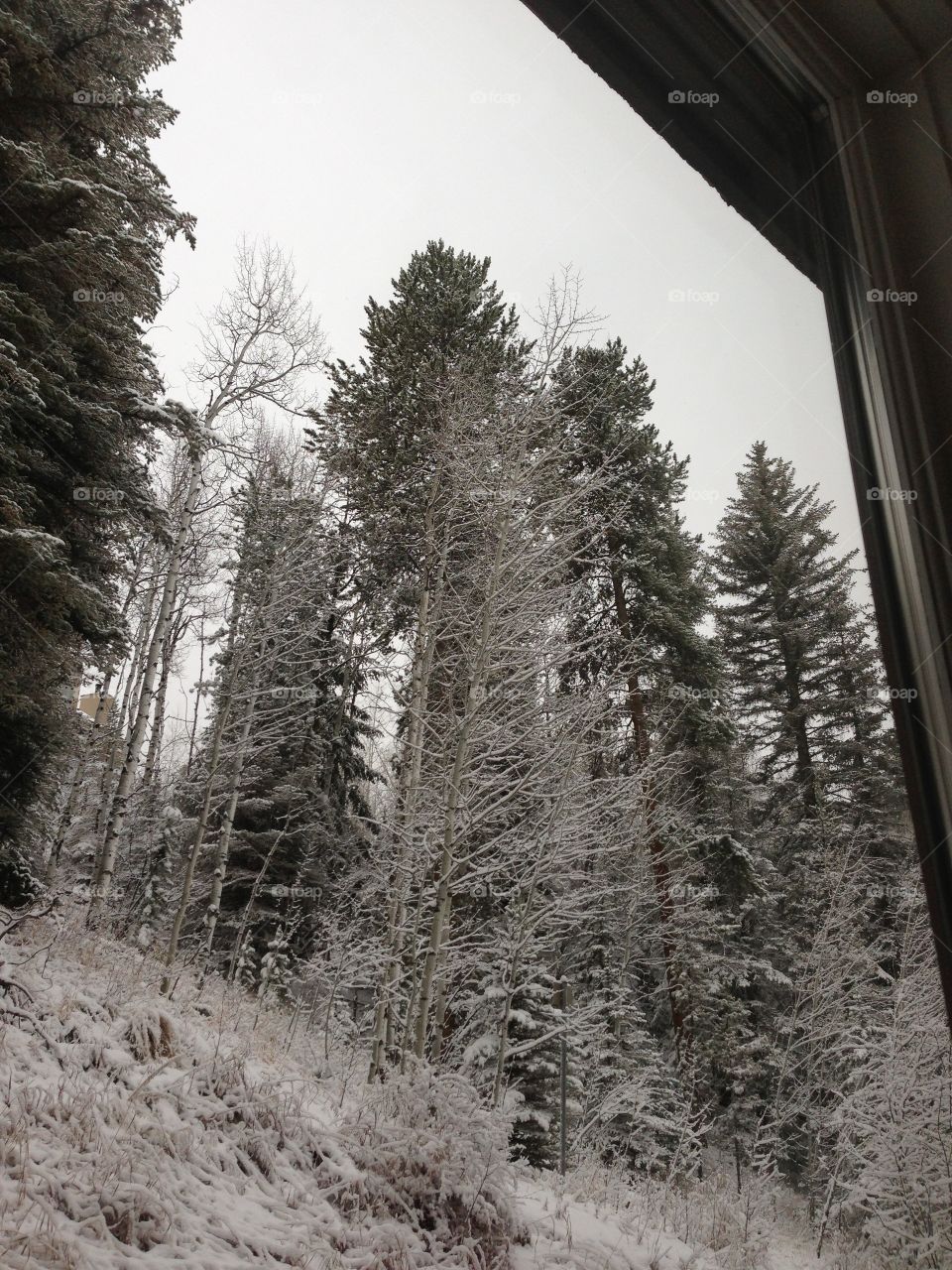 Winter trees in Vail Colorado