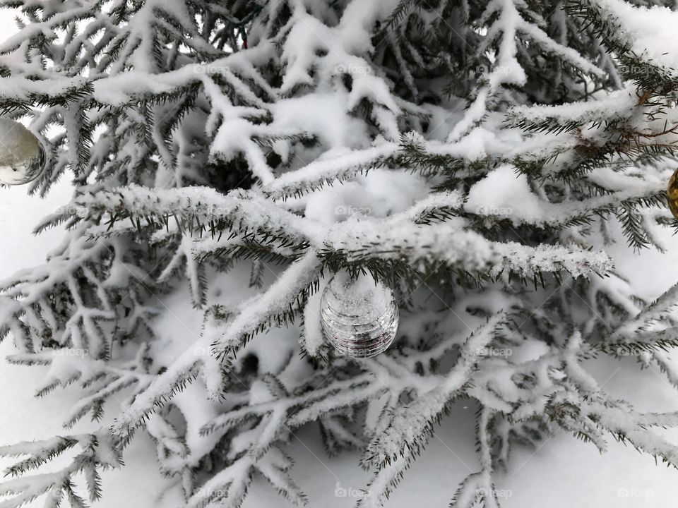 Snow covered pine tree