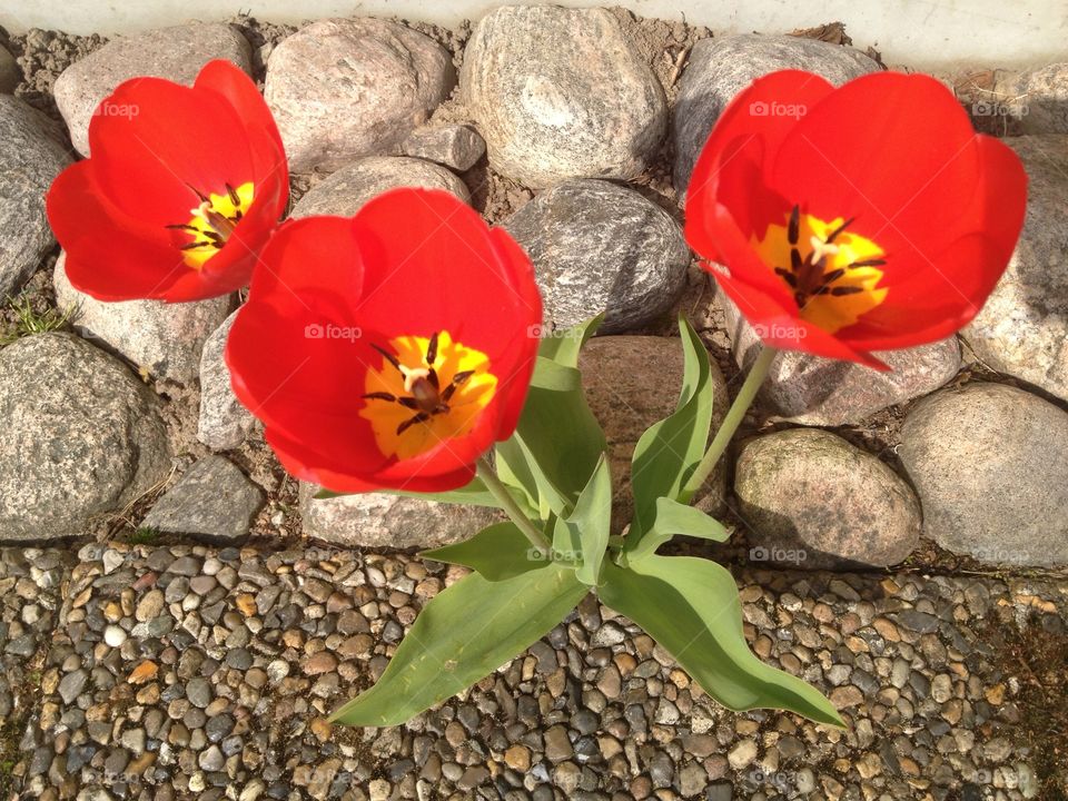 Three red tulips on the ground