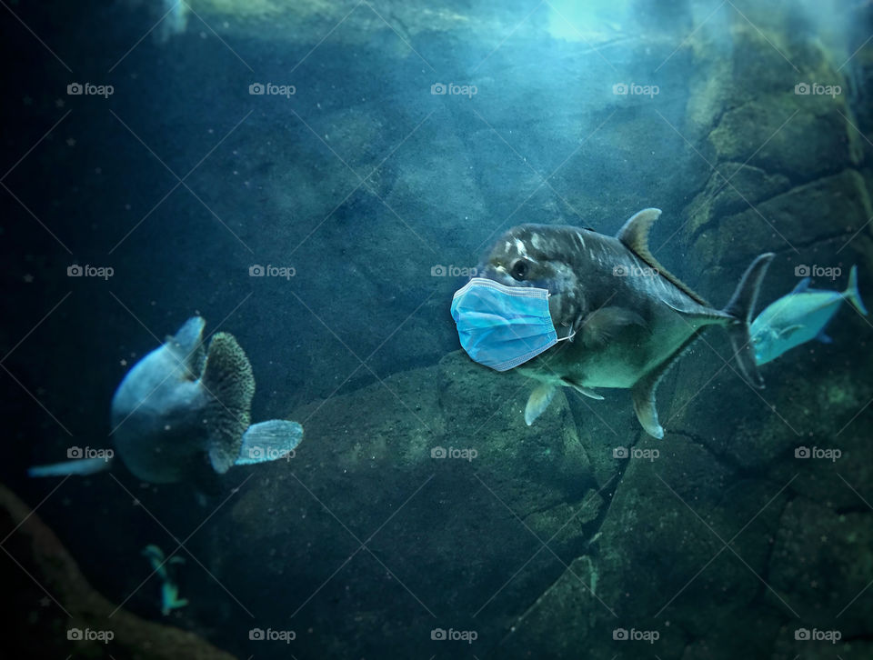 Composite photograph of a fish wearing a protective face mask