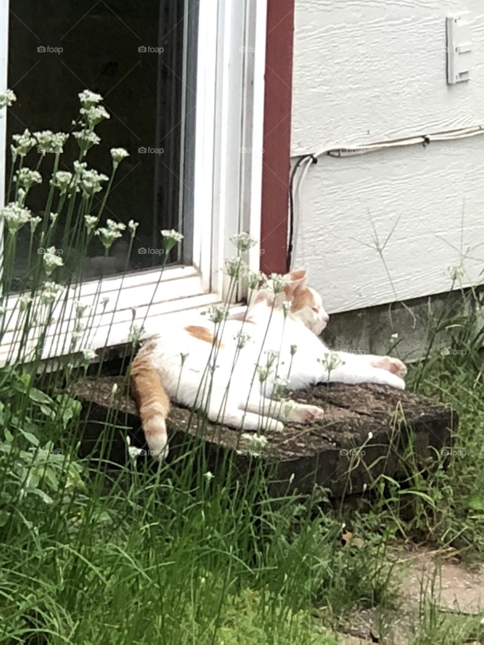 Cat on someone’s porch