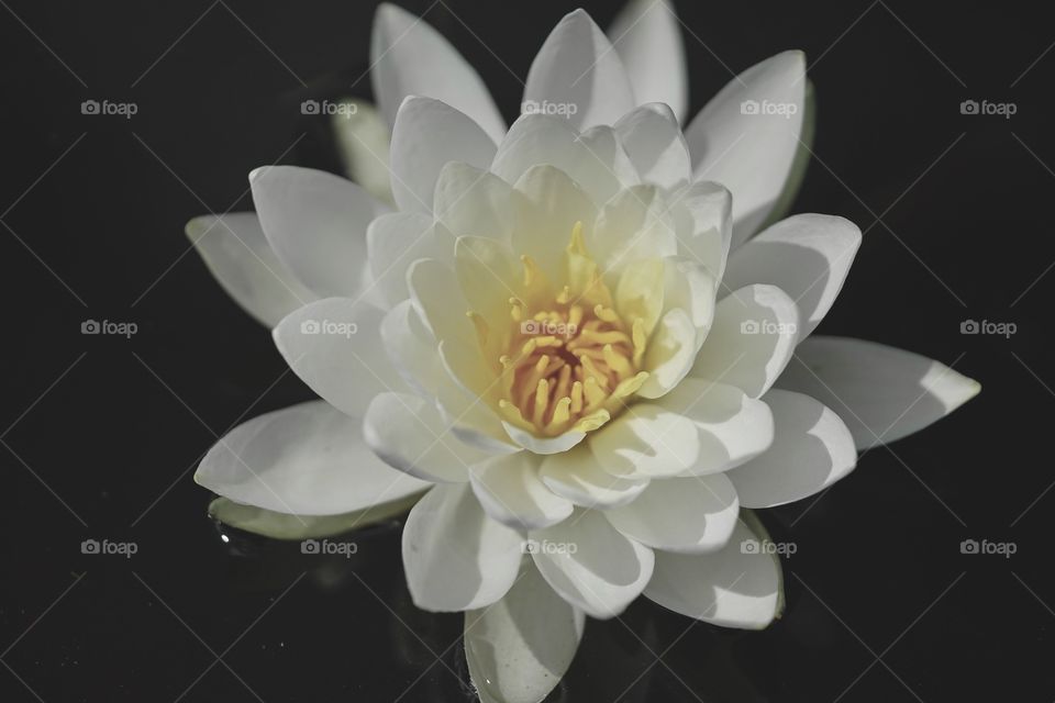 Water Lily Art