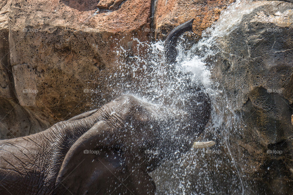 Water please . Elephant cooling off in the waterfall 
