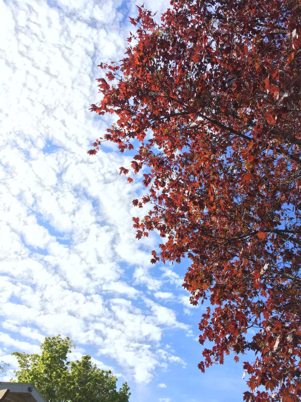 Cool fall morning . Beautiful fall sky
