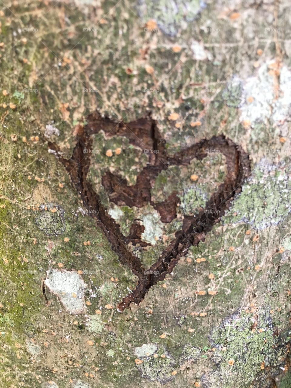 Graffiti on tree