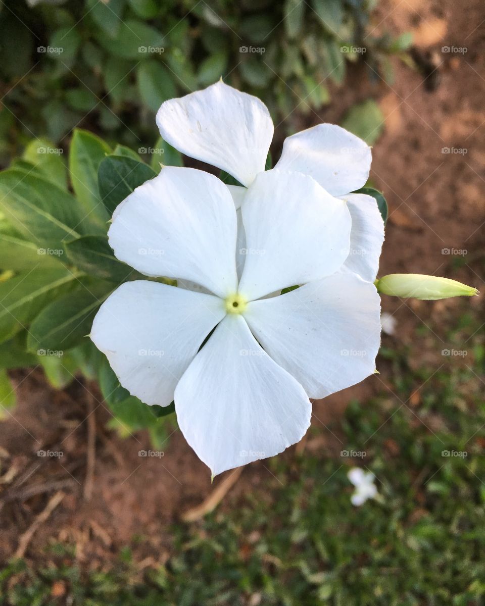 🌺Fim de #cooper!
Suado, cansado e feliz, curtindo a beleza das #flores.
🏁
#corrida
#running
#flowers
#CorujãoDaMadrugada
#alvorada
#flor