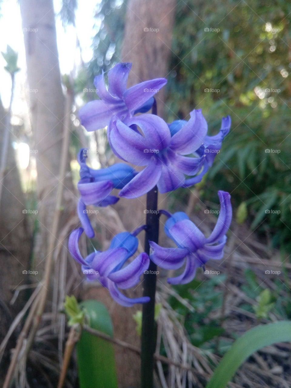Hyacinth