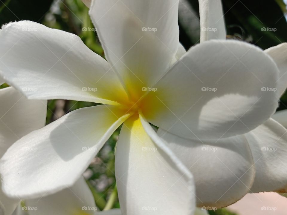 Beautiful Plumeria Flower