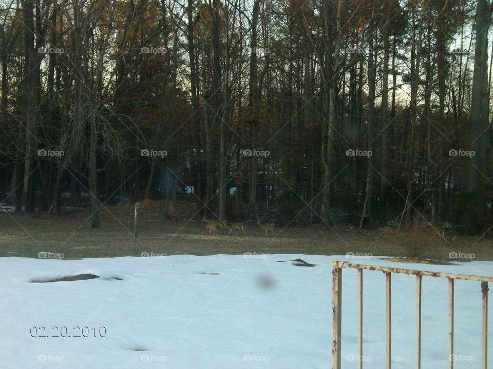 Wood, Tree, Winter, Nature, No Person