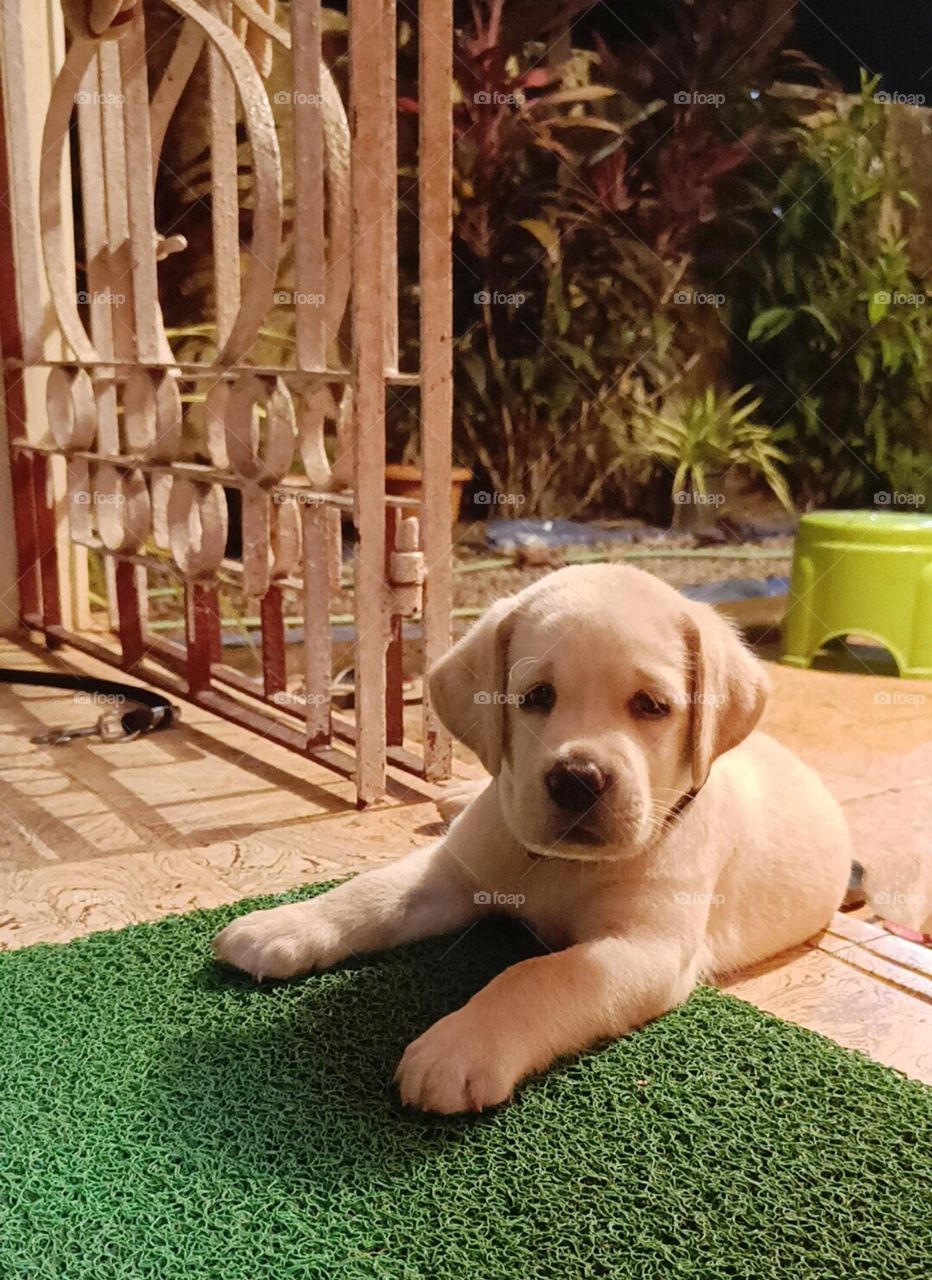 Innocent Cute Lil Face