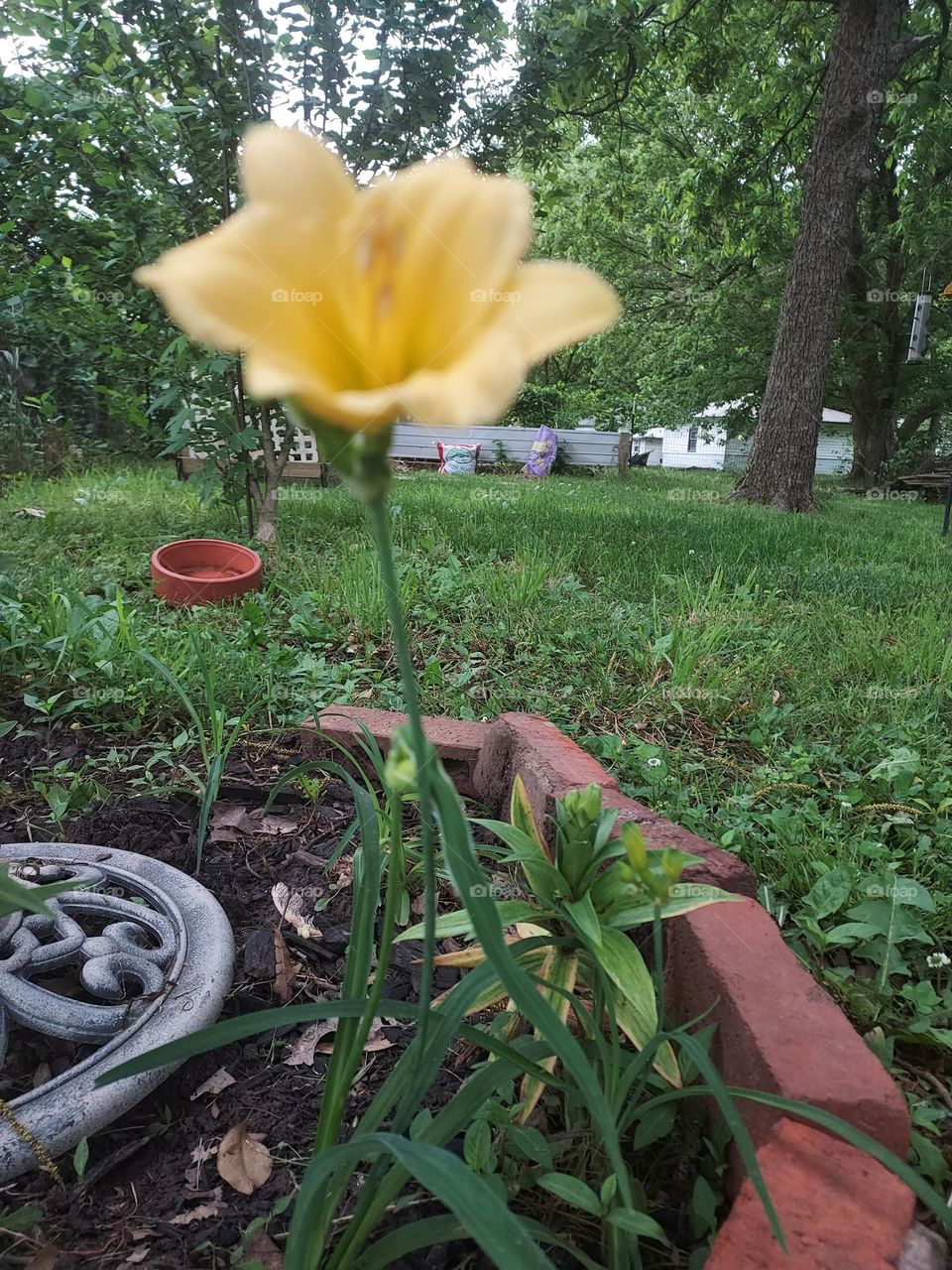 my first bloom in this little garden area of mine to bring a little sunshine to me.