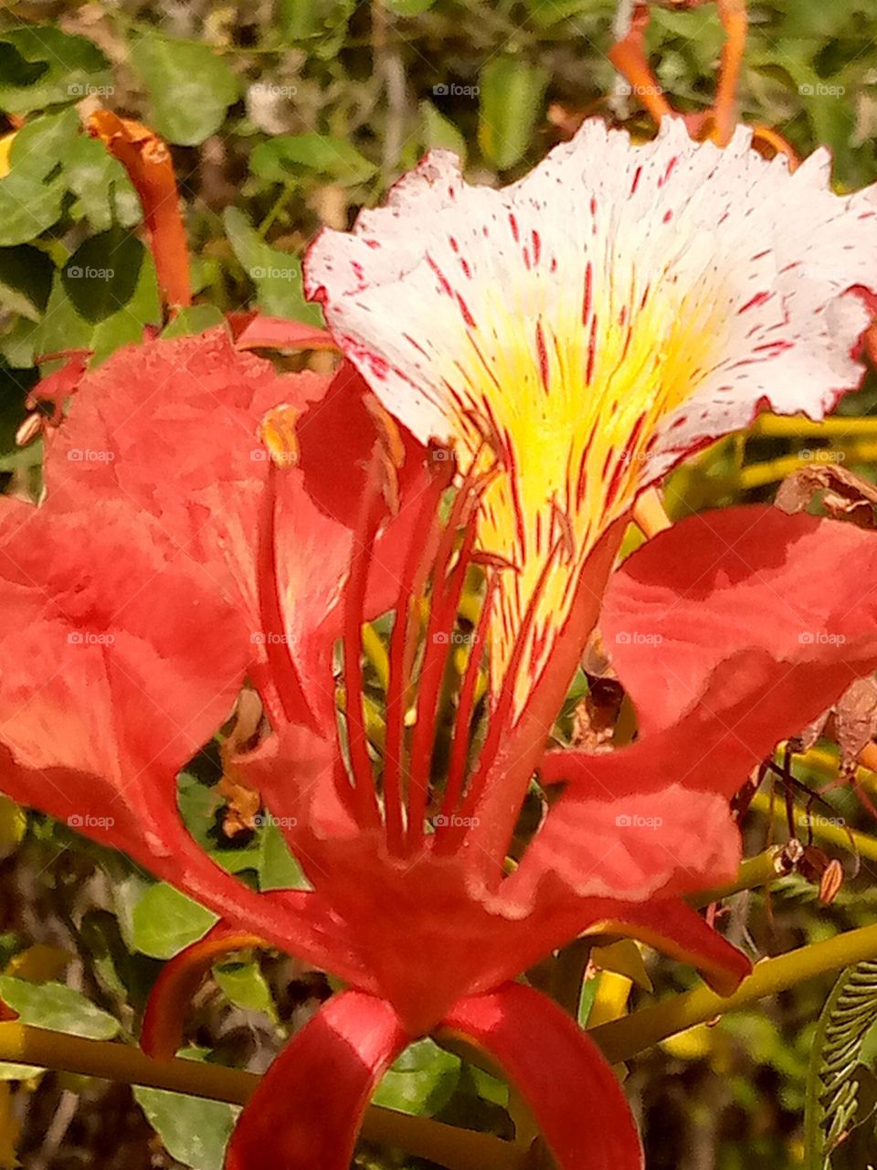 Colors speak all languages