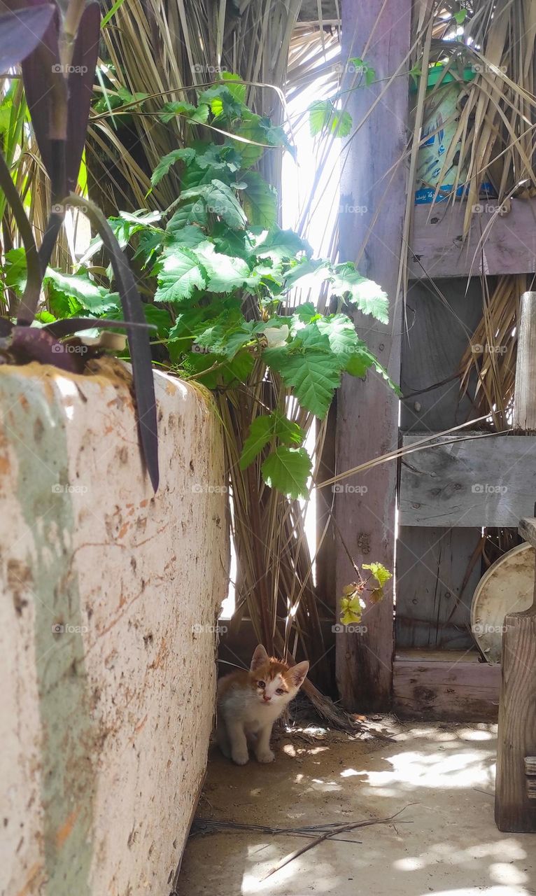 The kitten is advancing cautiously, snapshot of the kitten