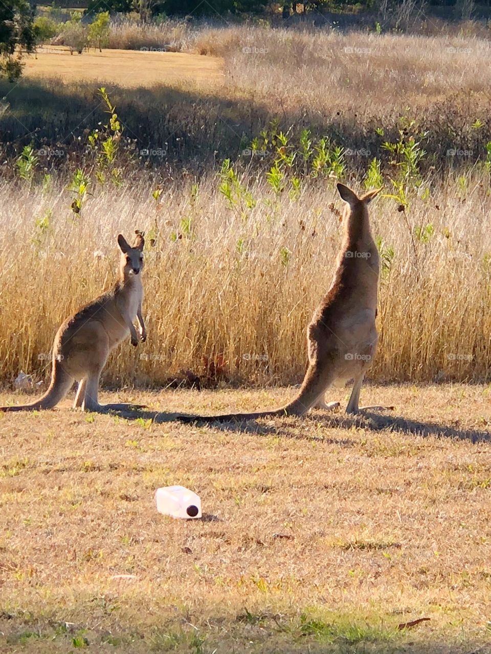 Kangaroos 