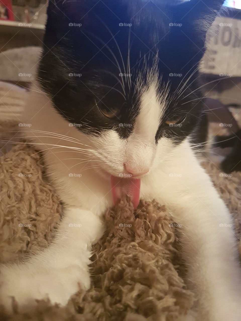 black and white kitten poking her tongue out