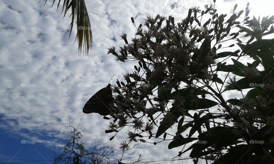 Tree, No Person, Nature, Outdoors, Sky